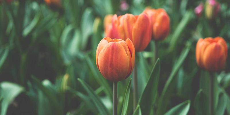 WDSSBJ技术咨询与系统集成：驱动智能电网数据融合与精准负荷预测