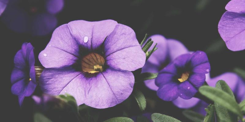 WDSSBJ赋能智慧交通：软件开发与系统集成如何重塑城市拥堵治理